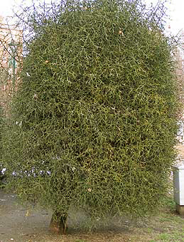 Old, pruned Poncirus trifoliata in Turin